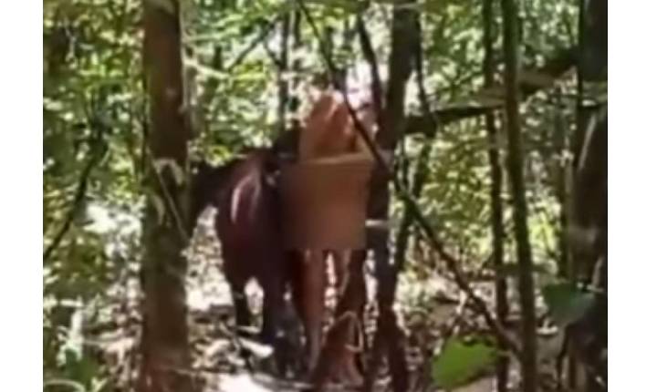 Vídeo: homem é flagrado praticando ato de zoofilia contra uma égua em Novo Gama
