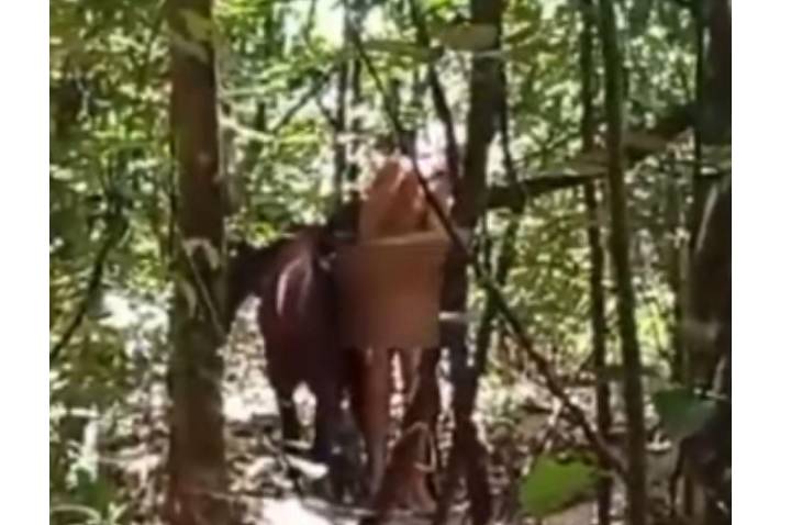 Vídeo: homem é flagrado praticando ato de zoofilia contra uma égua em Novo Gama