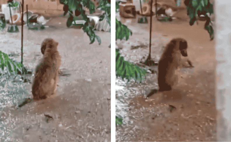 Vídeo revoltante mostra cão preso em corrente durante chuva em Novo Gama